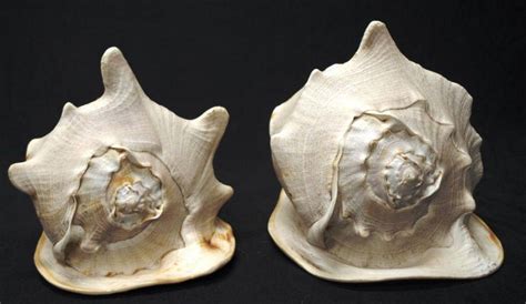 conch shells cm  cm natural history industry science technology