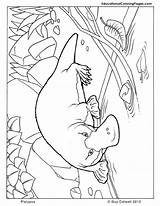 Platypus Mammals Outback Colouringpages Australien Aboriginal Oceania Perry Getdrawings Ausmalen Schnabeltier sketch template