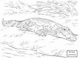 Crocodile Nile Getdrawings Drawing sketch template