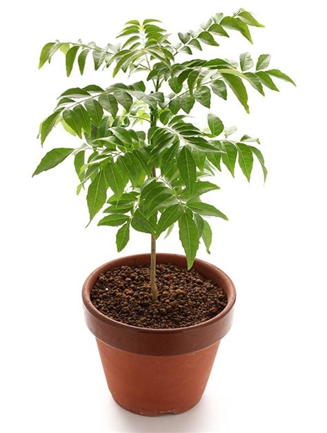 grow curry leaves fast  easy   great