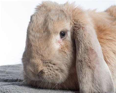 Lop Eared Rabbits More Likely To Suffer From Ear And Dental Problems