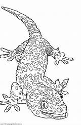 Lizard Gecko Giant sketch template