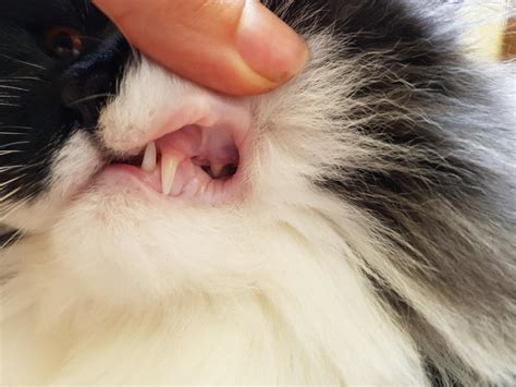Hello I M A Bit Concerned My Cats Gums Are Too Pale She Is Playful
