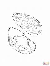 Coloring Mussel Pages Supercoloring 1600px 05kb 1200 Printable Drawing Drawings sketch template