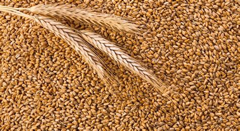 india ready  replace russia ukraine  wheat supply  azerbaijan reportaz