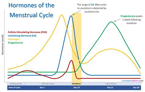 hormonas ciclo menstrual