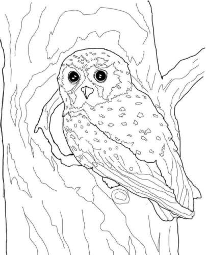 owl coloring pages printable