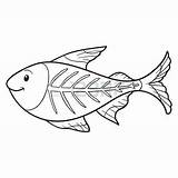 Fish Ray Coloring Drawing Pages Tetra Getdrawings Getcolorings Color Printable sketch template