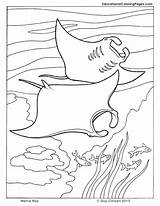 Coloring Pages Ocean Sea Printable Kids Ray Stingray Manta Colouring Book Cuttlefish Seashore Life Animal Clipart Color Animals Sheets Getcolorings sketch template
