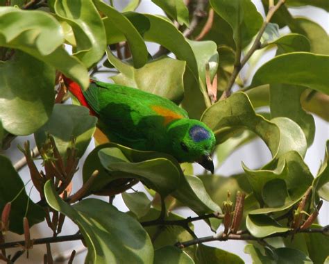 blue crowned hanging parrot blue crowned hanging parrot flickr