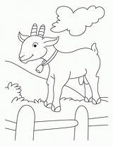 Cabras Cabra Goats Koza Ziege Kolorowanki Fazenda Farm Kolorowanka Ausmalbild Kozy Pygmy Druku Kambing Procoloring Insertion Carneiro Carneirinhos Ovelha Visit sketch template