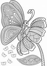 Coloring Butterfly Choose Board sketch template