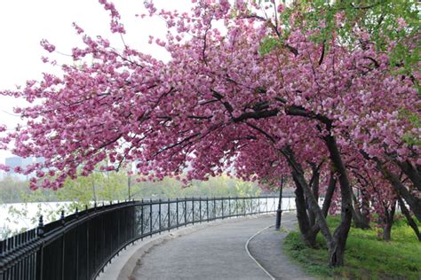 dipper   grow cherry blossoms