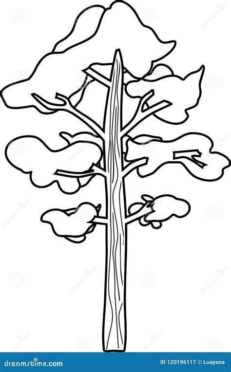 pine tree coloring page stock vector illustration  page