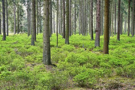 forest pine forest trees spruce forest plants forest floor leaves