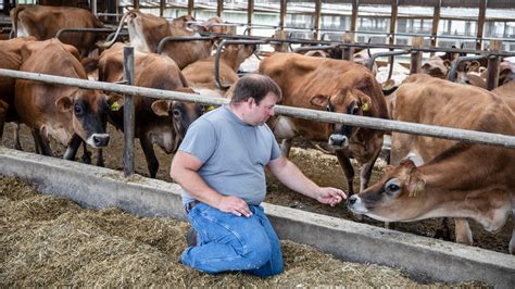 is dairy farming cruel to cows the new york times