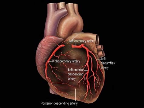job   coronary arteries job retro