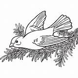 Goldfinch Willow sketch template