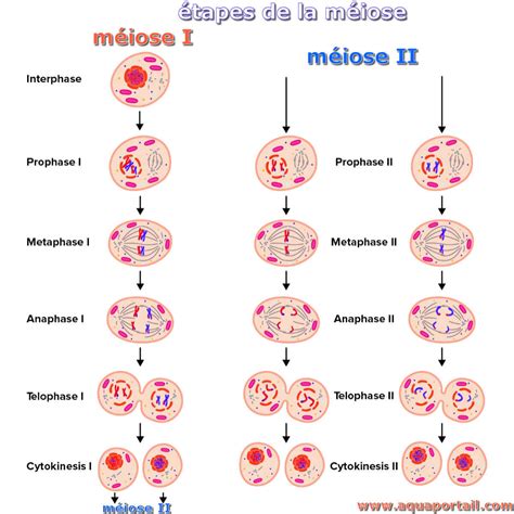 mitose en meiose
