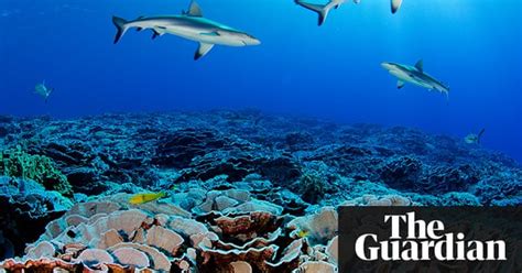 pitcairn islands underwater treasures revealed in pictures