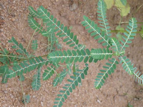 vriksha sasya lata nela usiri bhui amla keela nelli phyllanthus feather foil plant