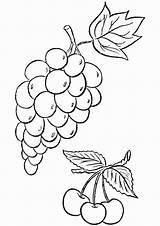 Grapes Weintrauben Uva Ausmalbilder Fruits Colorir Ausmalbild Parentune Berries Preschoolers Malvorlagen sketch template