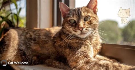 torbie cat  comprehensive guide cat wellness