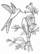 Colorir Aves Imprimir Votos Hummingbird sketch template