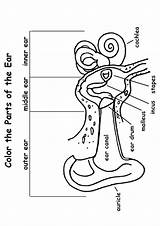 Ear Anatomy Coloring Human Pages Momjunction Worksheets Preschool System sketch template