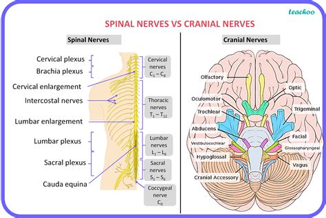 bio   spinal cranial nerves  present   human body