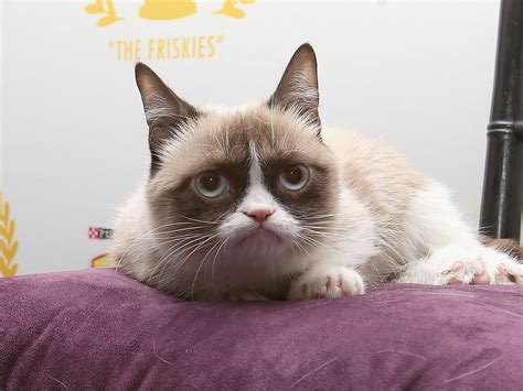 Grumpy Cat The Internet S Favourite Meme Turns 2 The Independent