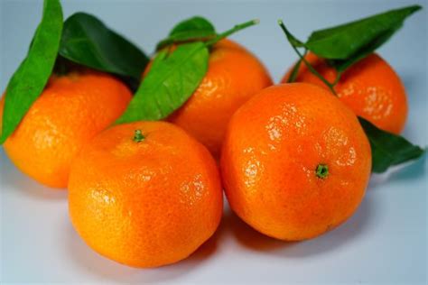 mandarinen schmand kuchen vom blech rezept und tipps utopiade