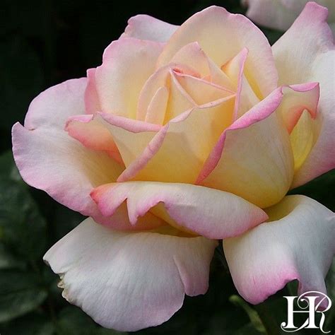 Peace With Images Hybrid Tea Roses Peace Rose Tea Roses