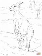 Kangaroo Coloring Joey Pages Eastern Her Realistic Animals Drawing Drawings Printable Book sketch template