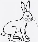 Hase Kaninchen Ausdrucken Malvorlagen Hasen Ausmalbild Kostenlos Malvorlage Meerschweinchen Inspirierend Besten Maerchen Igel sketch template
