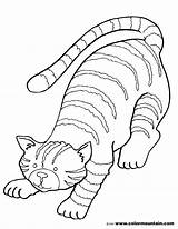 Tabby Cat Coloring Pages Printable Kitten Drawing Getdrawings Getcolorings sketch template