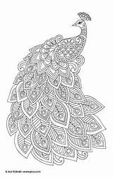 Pavo Colorear Pavoreal Colouring Reales Plumas Ausmalen Erwachsene Malbuch sketch template