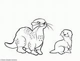 Coloring Otter Pages Otters Color Simple Popular Print Drawings Template Coloringhome sketch template