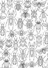 Insect Insects Lib Cordova Mandala sketch template