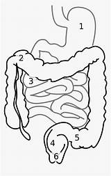 Stomach Diarrhea Intestines Kindpng sketch template