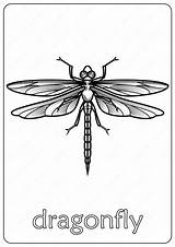 Dragonfly Coloringoo sketch template
