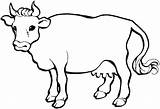 Calf Cow Coloring Pages Getcolorings sketch template
