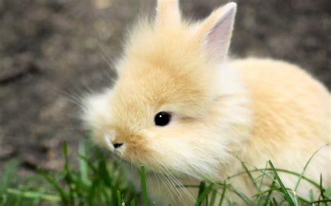 cutest bunnies