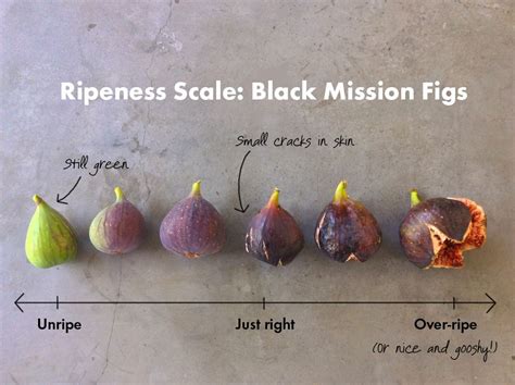 How To Pick The Perfect Fig Fig Recipes Mission Figs Fig