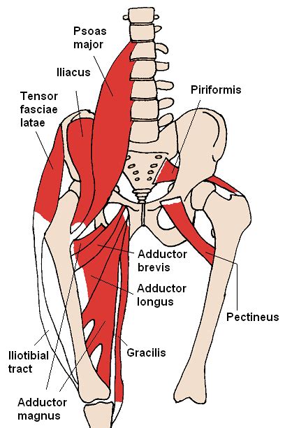 Iliopsoas Wikipedia