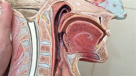anatomy   oral cavity human digestive system anatomy oral health