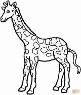 Giraffe Ausmalbilder Colouring Drucken Easy Malvorlagen Cute sketch template