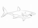 Squalo Tiburon Requin Dessin Stampare Tigre Sharks Printmania sketch template