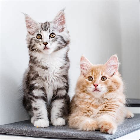 facts     maine coon cats catman