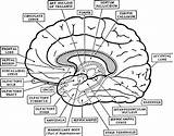 Neuroanatomy Labels Labelled sketch template